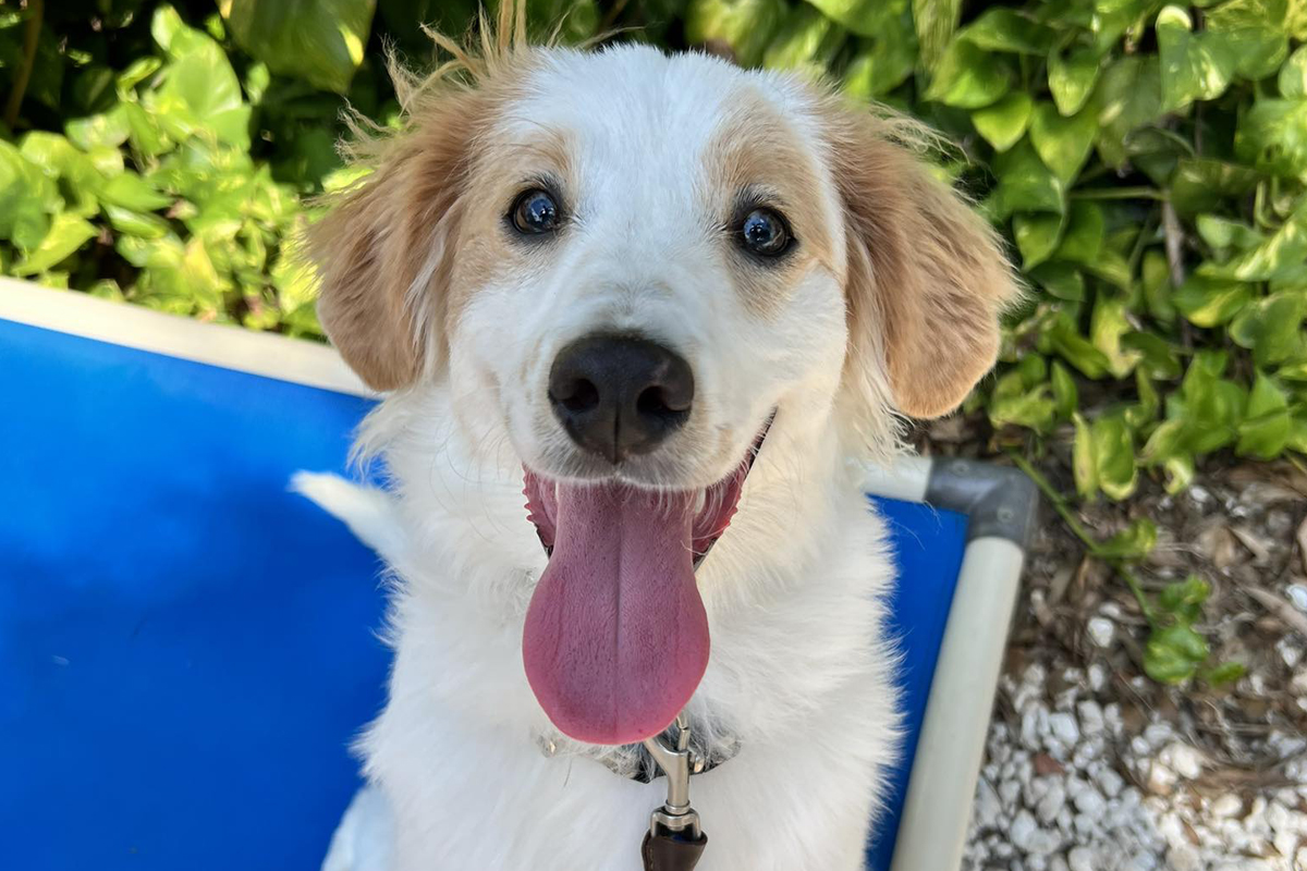 Dogs Stay More Stable During Weather Disruptions