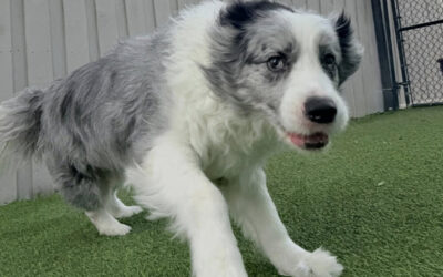 Why Summer Is When Many Dogs Need More Structure, Not Less