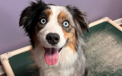 How Board-and-Train Helps Dogs Settle Into Better Routines Before the Holidays