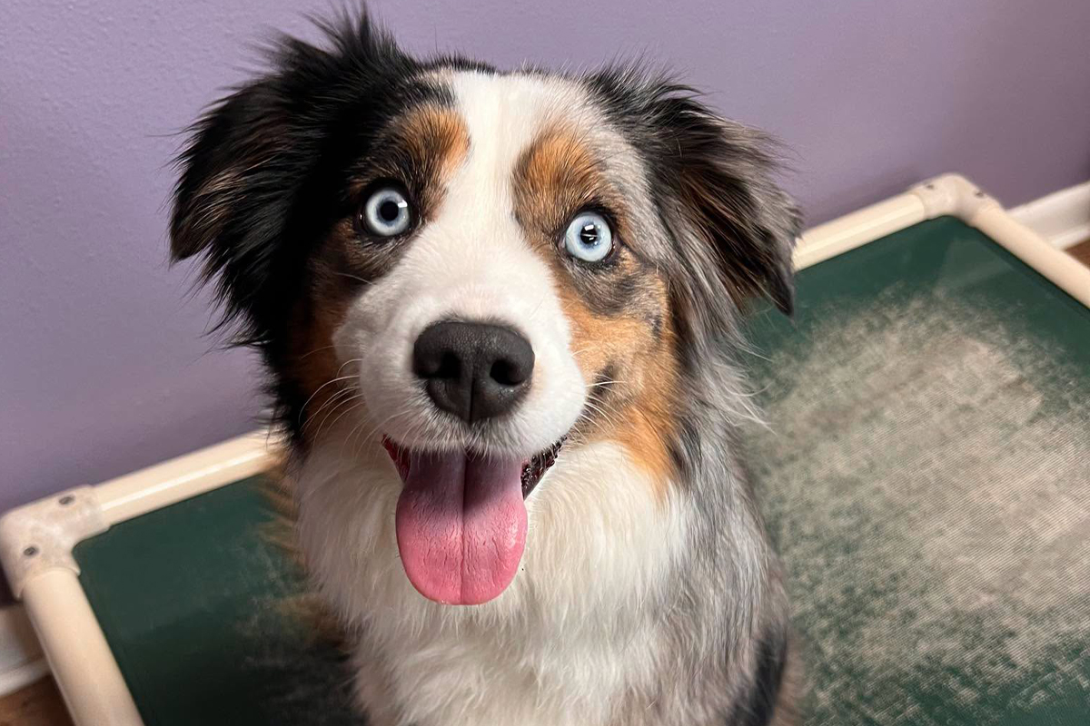How Board-and-Train Helps Dogs Settle Into Better Routines Before the Holidays
