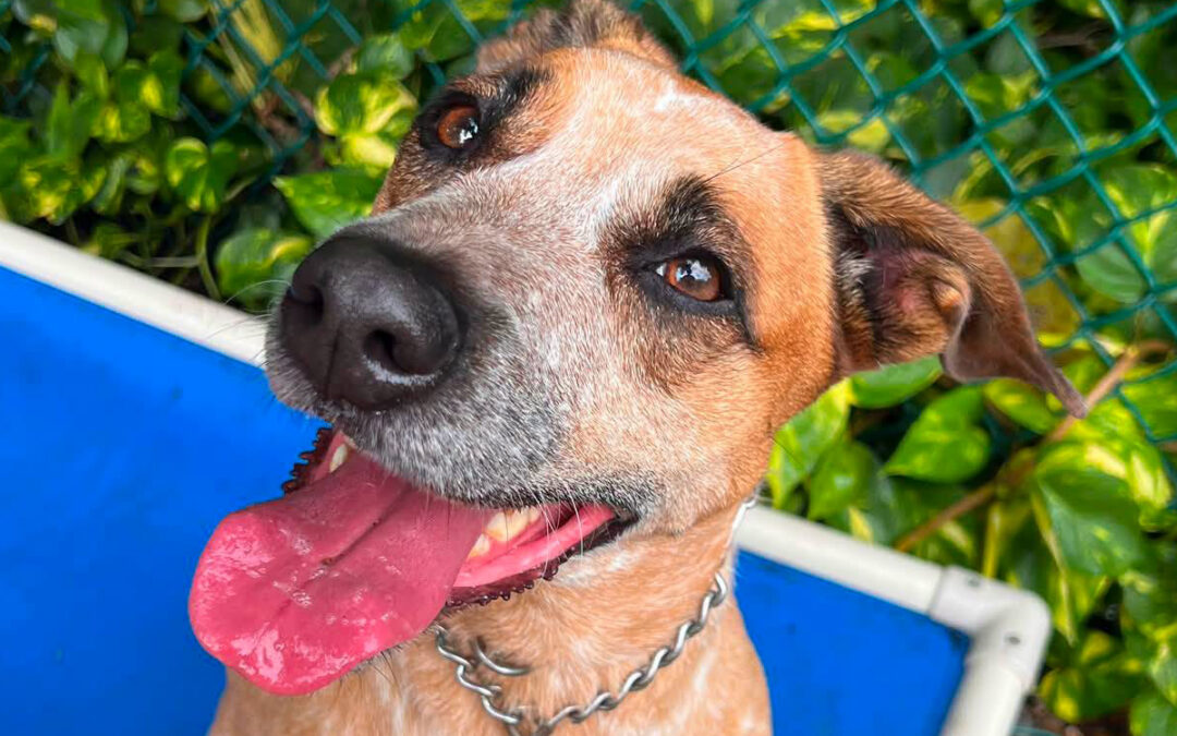 Why Your Dog Acts Different Around Different People