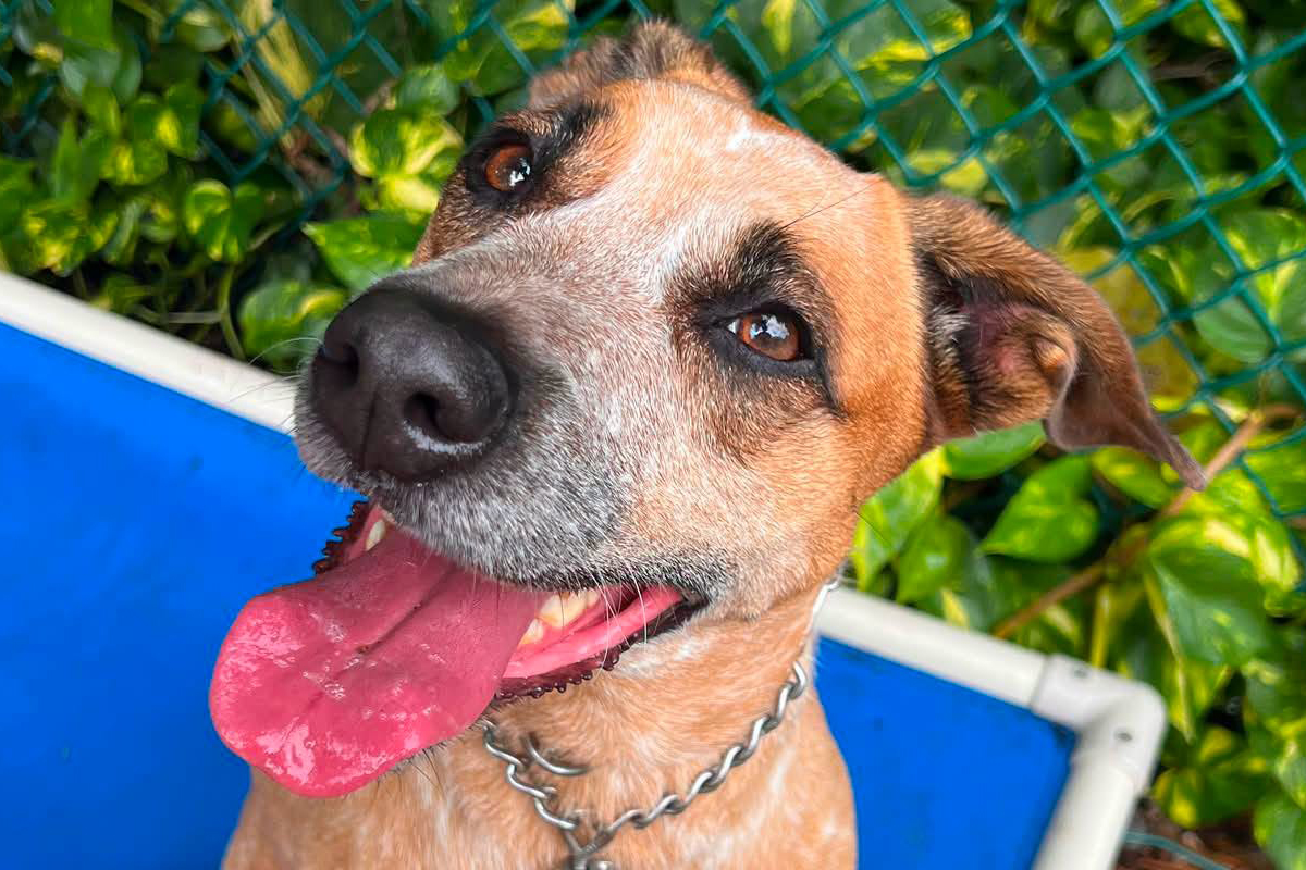 Why Your Dog Acts Different Around Different People