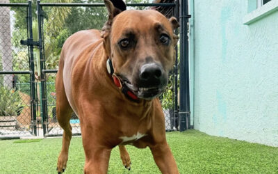 Helping Your Dog Transition From Summer Chaos to School-Year Structure