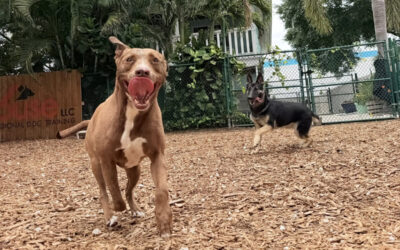 When Your Dog’s Behavior Starts Affecting Your Daily Life