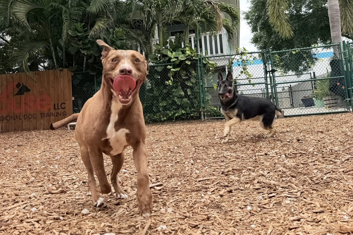 Dog&rsquo;s Behavior Starts Affecting Your Daily Life