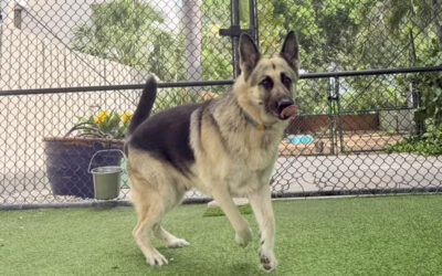 Why Some Dogs Create Stress Instead of Companionship