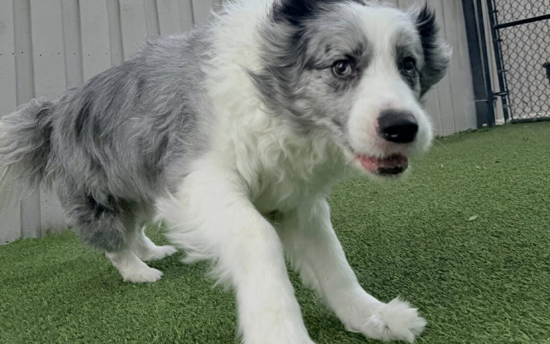 Dogs Stay Stable During Life’s Busiest Times