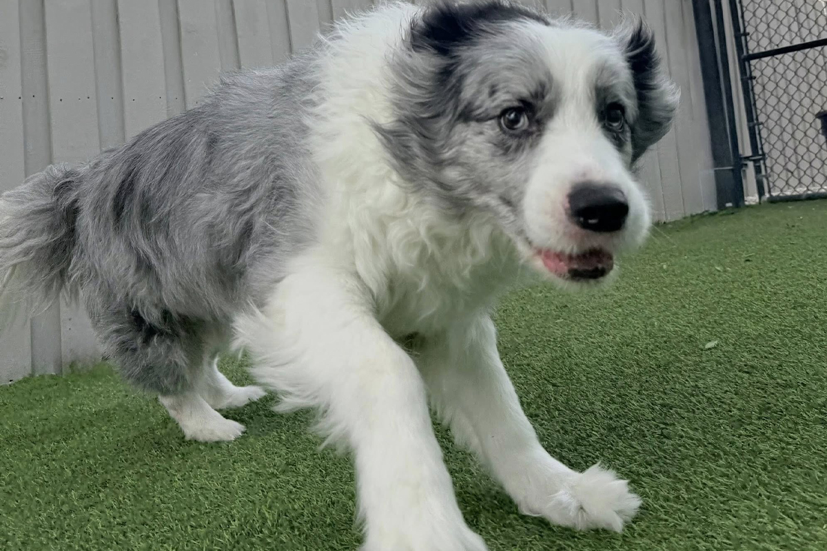 Dogs Stay Stable During Life&rsquo;s Busiest Times