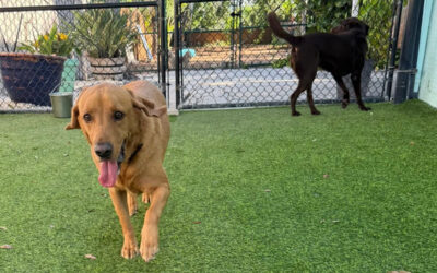 Why Dogs Struggle More With Distractions in the Spring
