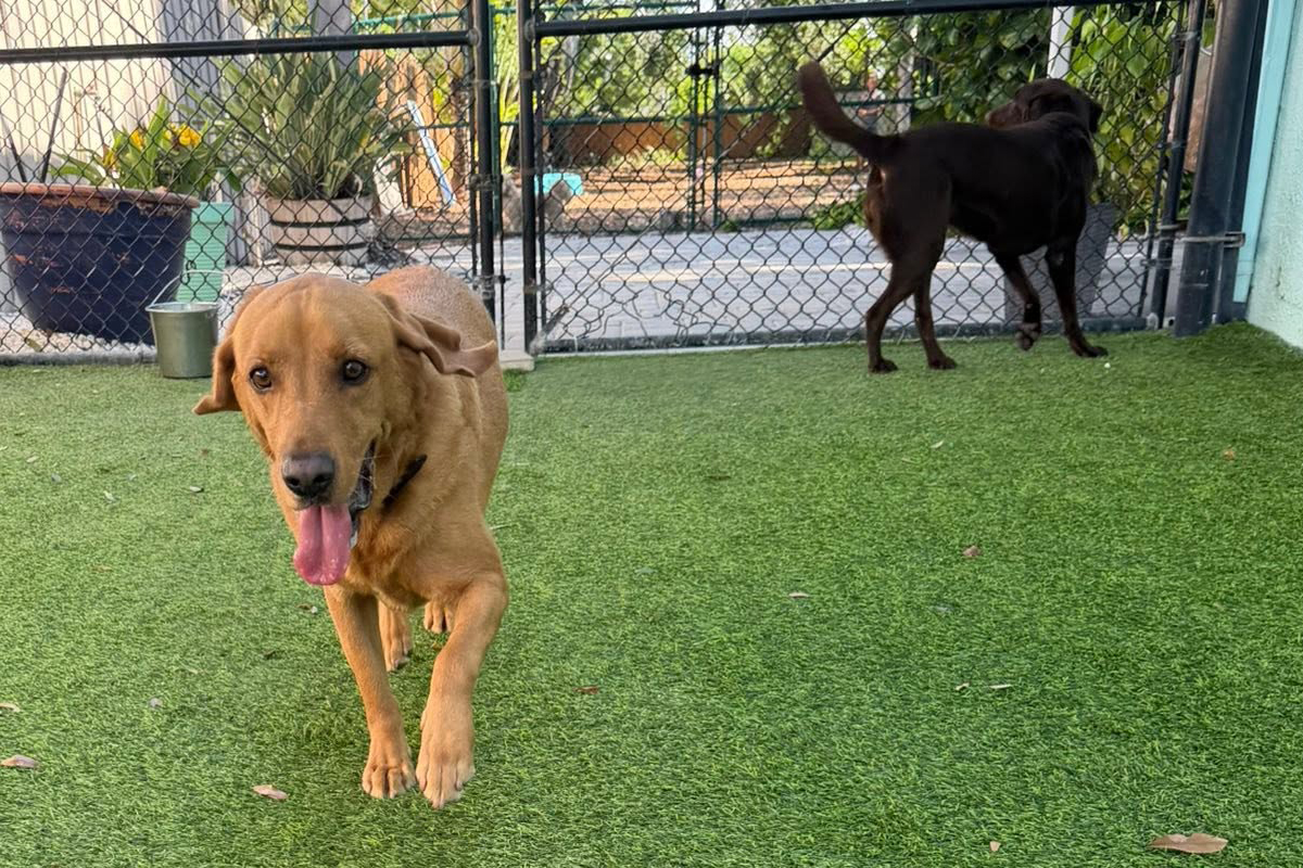Why Dogs Struggle More With Distractions in the Spring