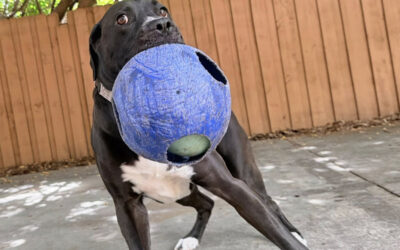 What Happens to Dogs When Summer Freedom Suddenly Ends