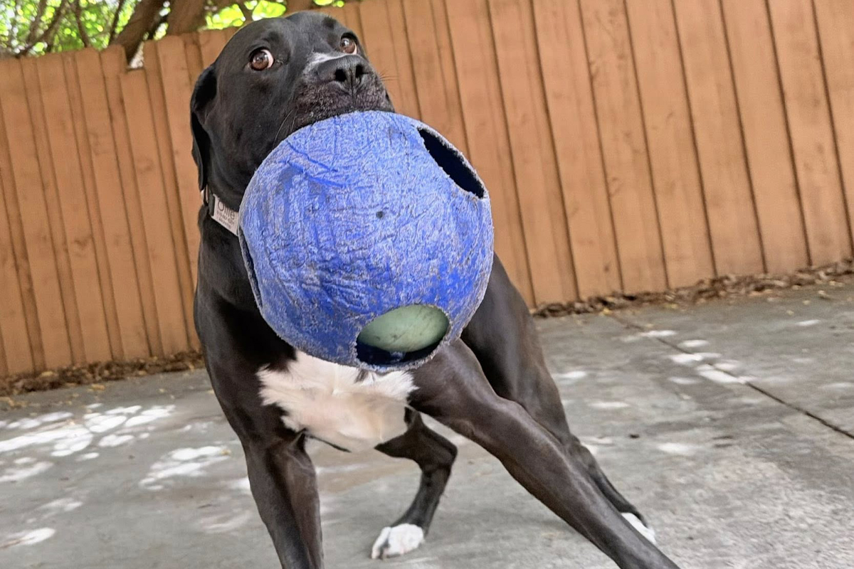 What Happens to Dogs When Summer Freedom Suddenly Ends