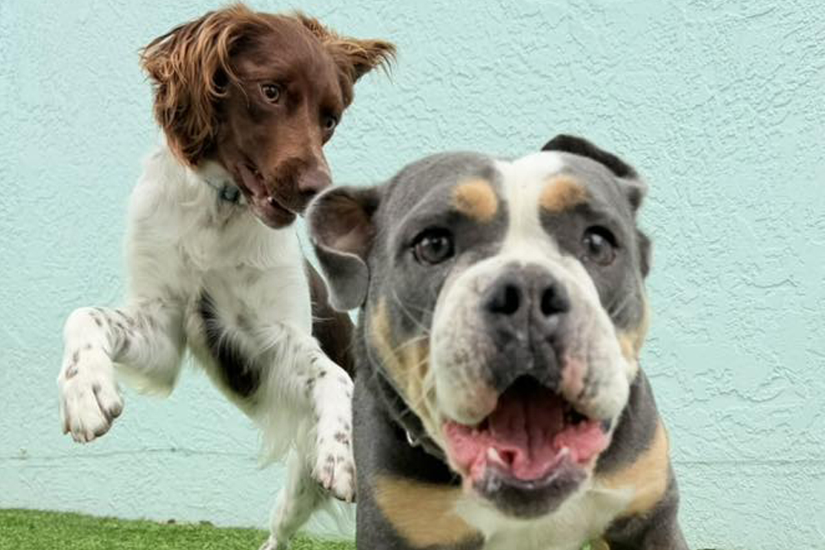 How Early Habits Shape Adult Dog Behavior