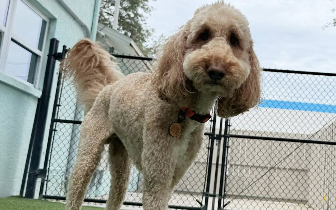 Preparing Your Dog for Summer Guests and Backyard Gatherings