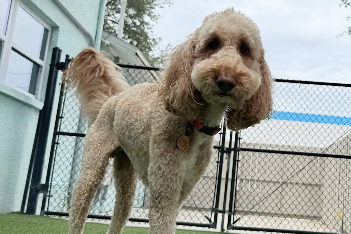 Preparing Your Dog for Summer Guests and Backyard Gatherings