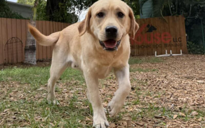 How Seasonal Routine Changes Affect Dog Behavior More Than Owners Expect