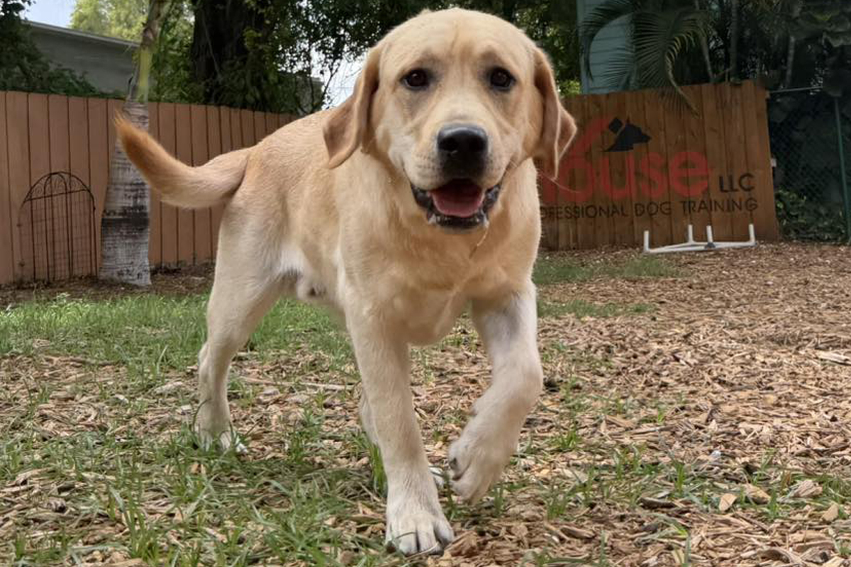 Seasonal Routine Changes Affect Dog Behavior