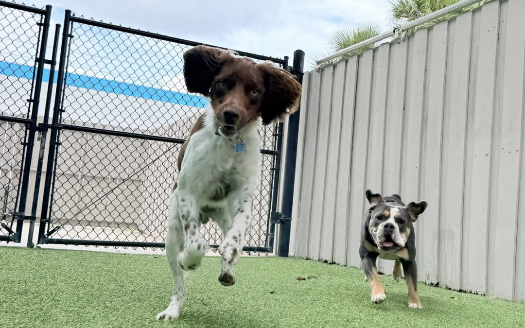 Why Structure Becomes More Important With Multiple Dogs