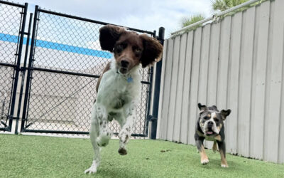 Why Structure Becomes More Important With Multiple Dogs