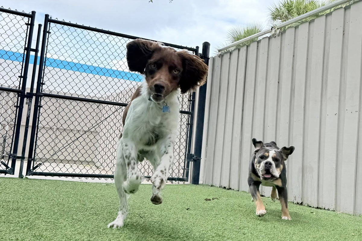 Why Structure Becomes More Important With Multiple Dogs