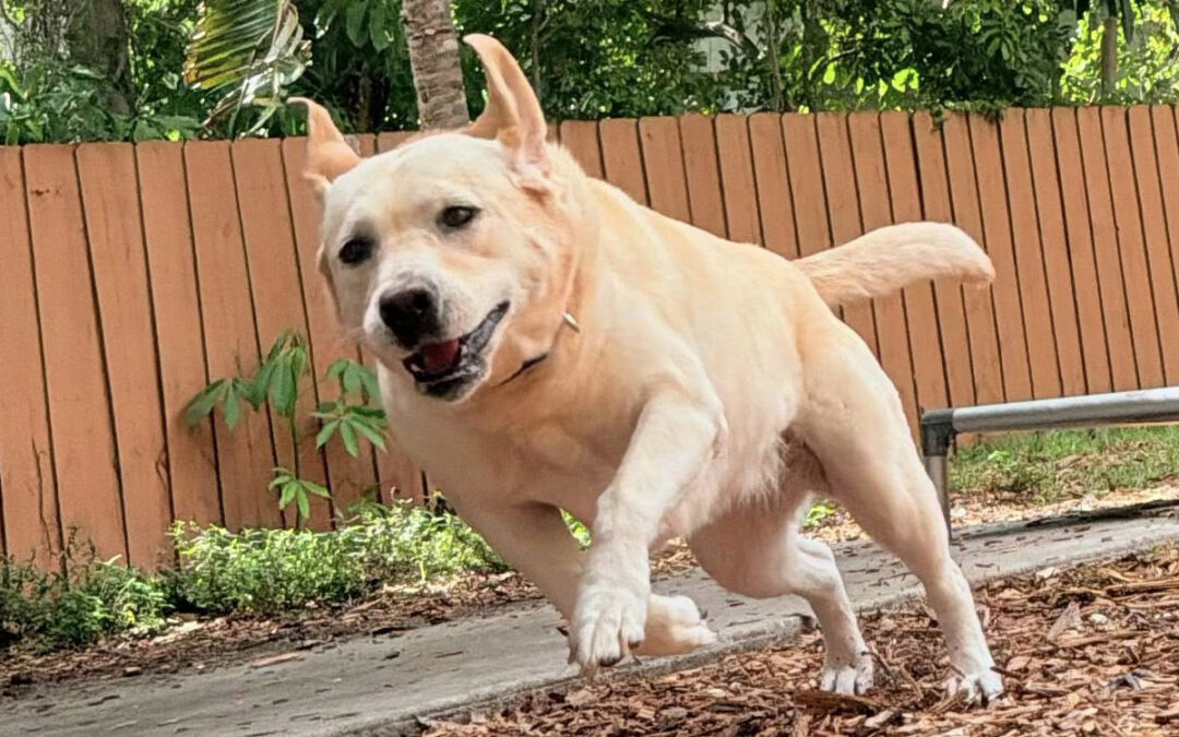 Why Summer Storm Season Is Harder on Untrained Dogs