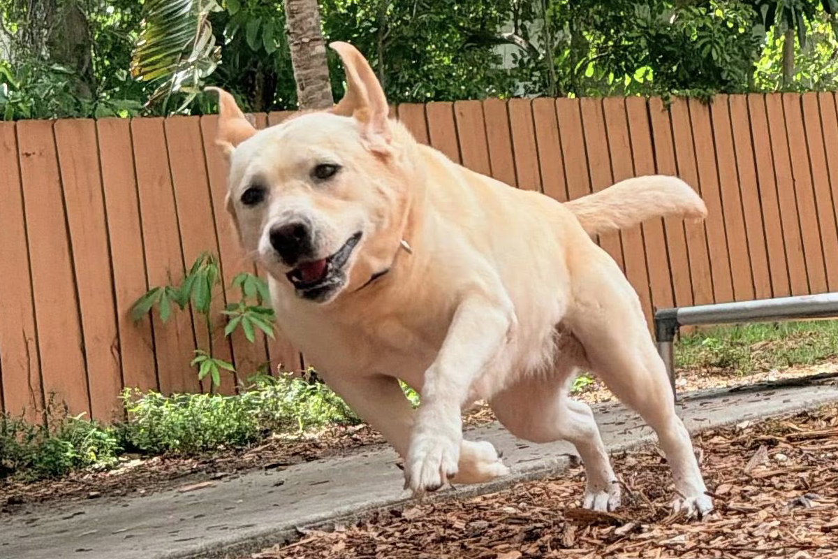 Why Summer Storm Season Is Harder on Untrained Dogs
