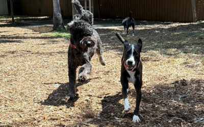 When Dogs Feed Off Each Other’s Energy