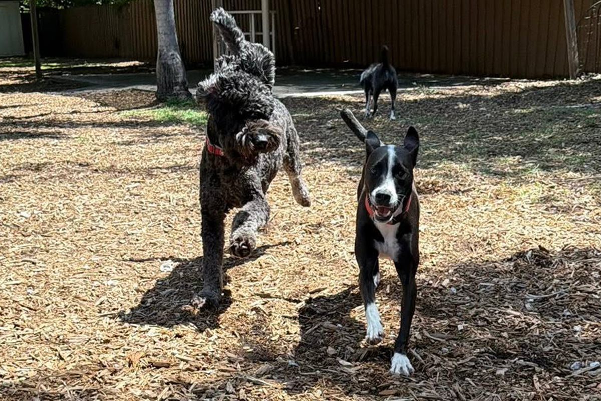 When Dogs Feed Off Each Other’s Energy