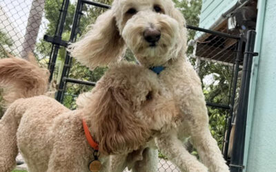 Why Owning a Dog Shouldn’t Feel This Hard