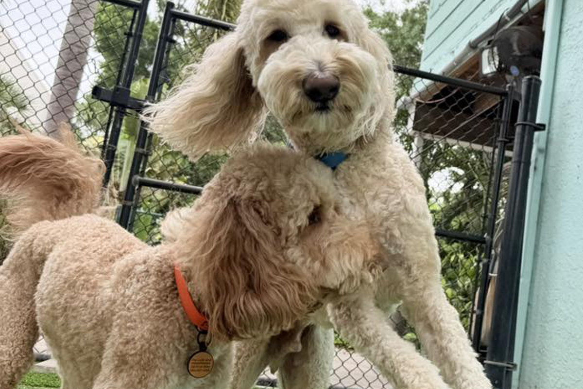 Why Owning a Dog Shouldn’t Feel This Hard