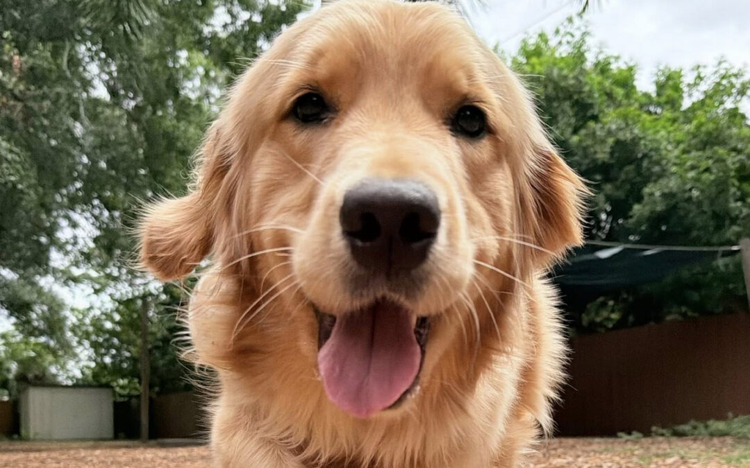 What to Work on With Your Dog Before Summer Vacation Starts