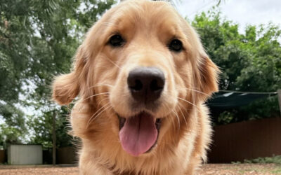 What to Work on With Your Dog Before Summer Vacation Starts