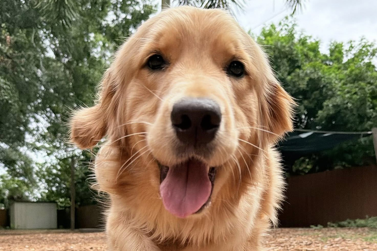 What to Work on With Your Dog Before Summer Vacation Starts