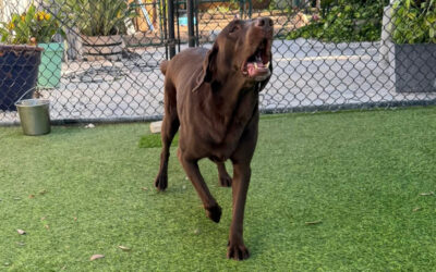 When Your Dog Seems Fine Until They’re Not