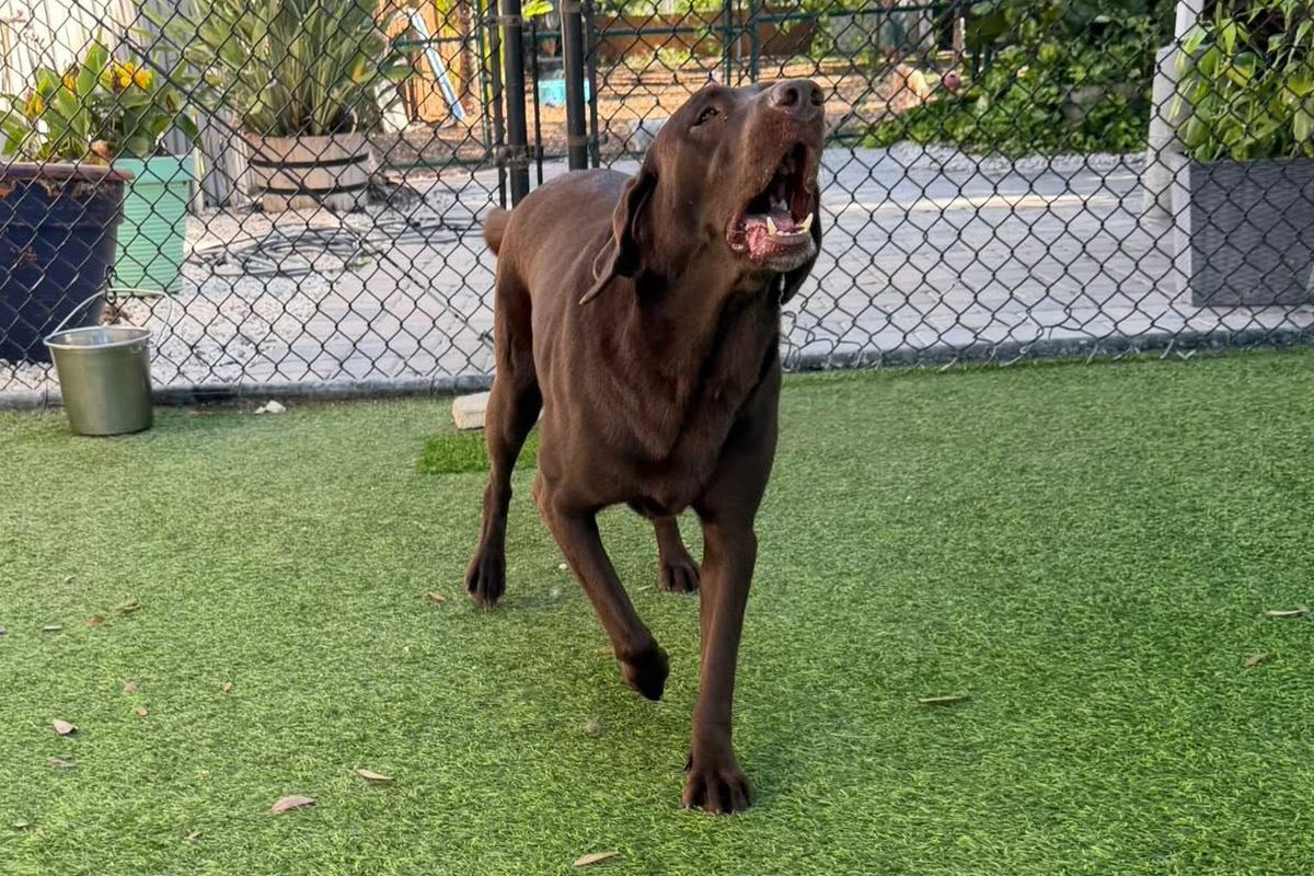 When Your Dog Seems Fine Until They&rsquo;re Not