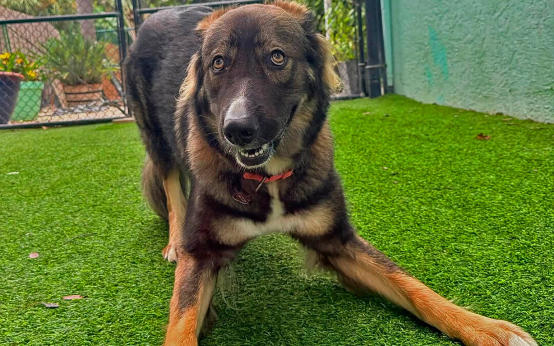 Helping Your Dog Stay Calm During Summer Evenings Outside