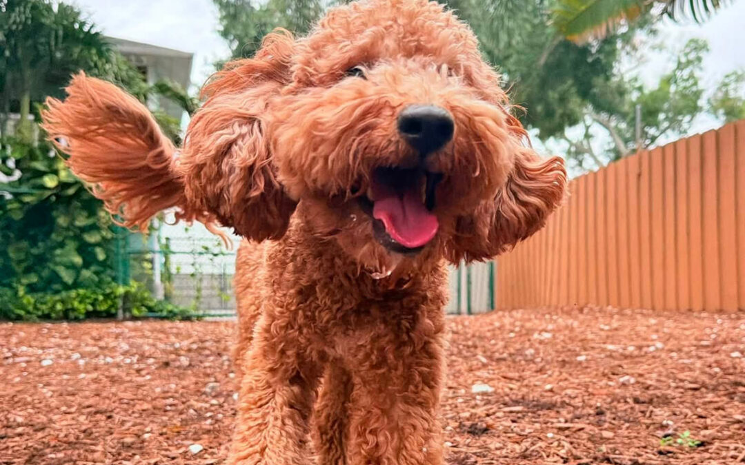 Helping Your Dog Stay Respectful During Summer Family Activity