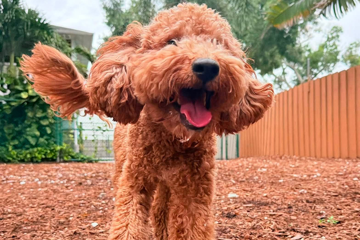 Helping Your Dog Stay Respectful During Summer Family Activity