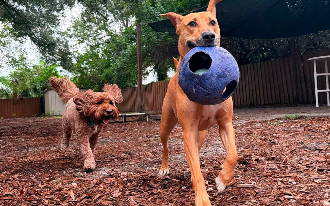 Why Dogs With Anxiety Often Struggle More During Florida Storm Season