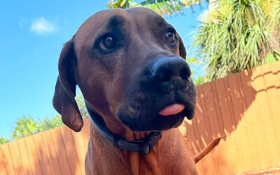 Why Dogs Get More Pushy During Busy Summer Months