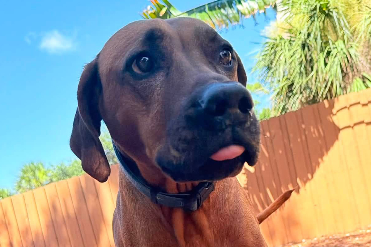 Why Dogs Get More Pushy During Busy Summer Months