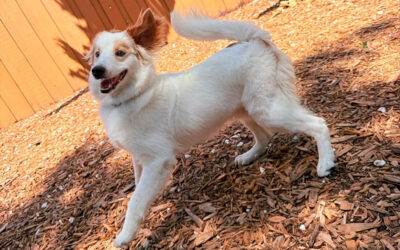 Why Dogs Often Lose Focus Faster in Hot Weather