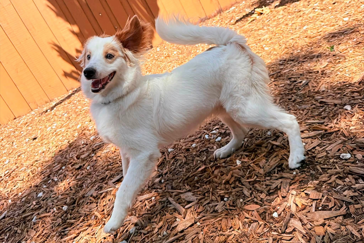 Why Dogs Often Lose Focus Faster in Hot Weather