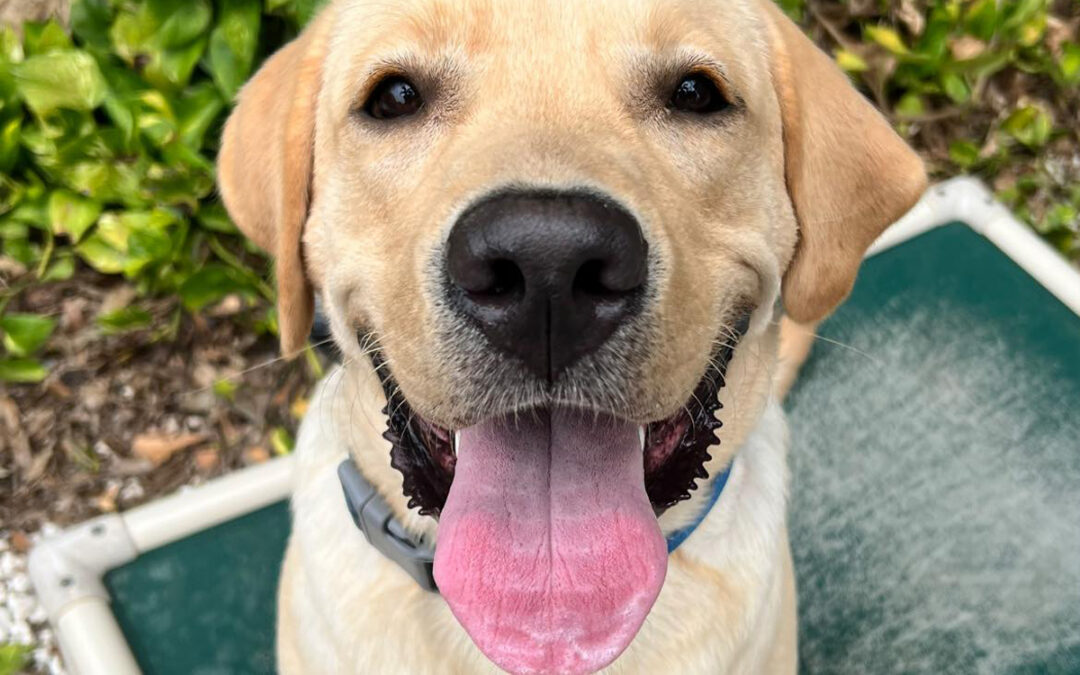 Teaching Your Dog to Stay Calm During Longer Summer Days
