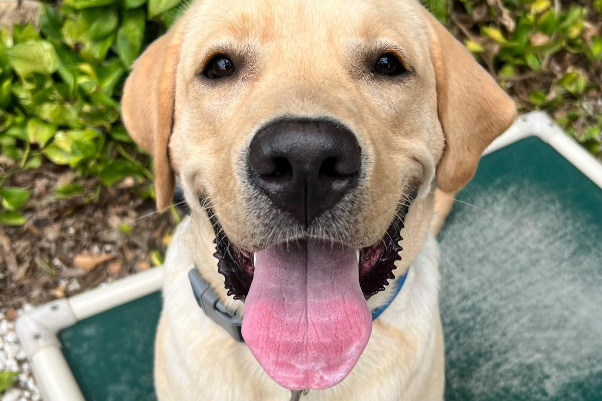 Hot Weather Changes Dog Behavior