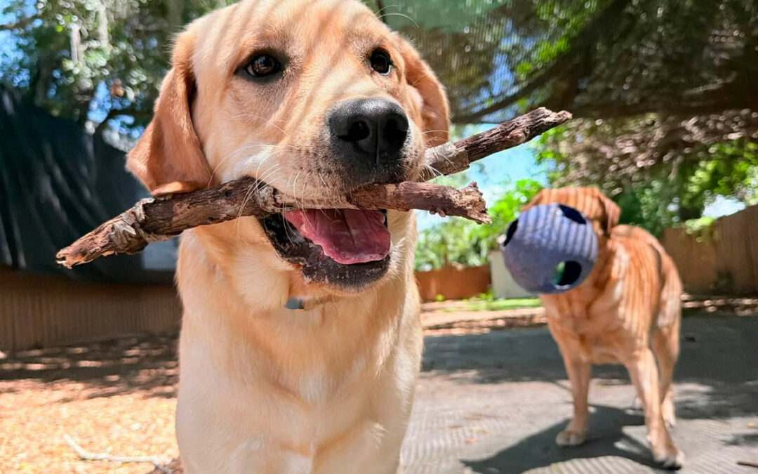How to Keep Your Dog Focused When Summer Distractions Increase