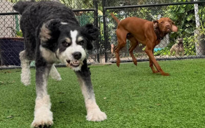 How to Prevent Backyard Excitement From Turning Into Chaos