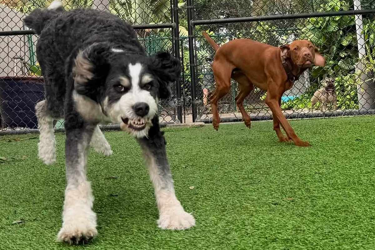 How to Prevent Backyard Excitement From Turning Into Chaos