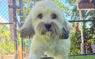 Why Summer Is a Hard Season for Dogs With Weak Boundaries