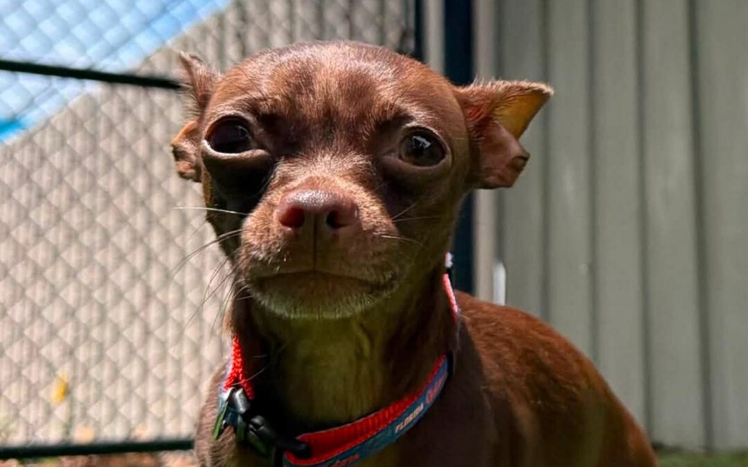 Summer Noise Can Make Dogs Harder to Settle